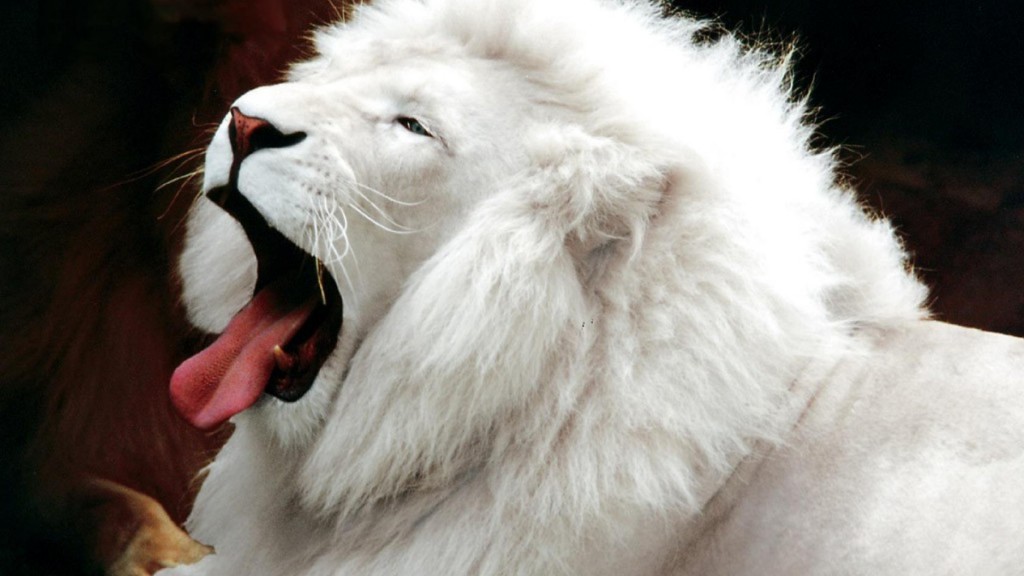 animals-lion-white-lion-wallpaper