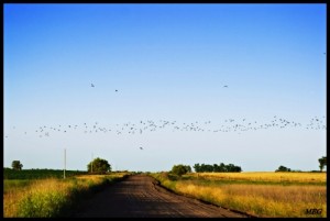 camino